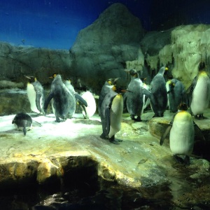 Várias espécies de pinguins