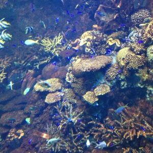 Peixes da barreira de corais 